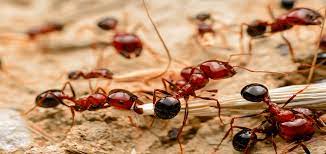 Carpenter Ants Vs Fire Ants